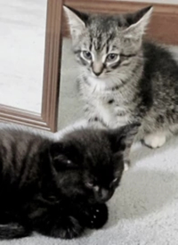 ：萌宠记(全集)